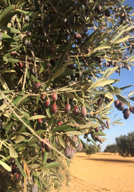 Castel Gelluli Extra Virgin Olive Oil