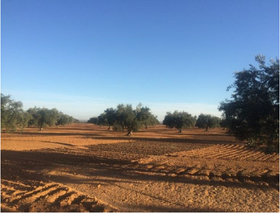 Castel Gelluli Olive Grove