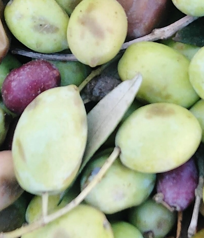 La Cle des Champs Olive Oil