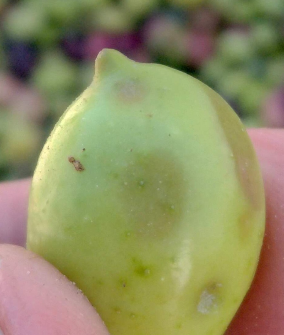 La Cle des Champs Olive Oil