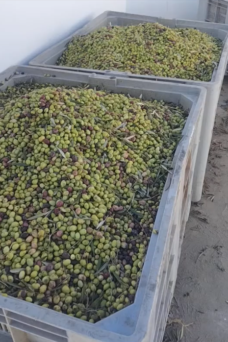 La Cle des Champs Olive Oil